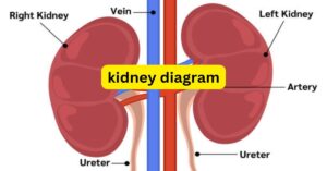kidney health और urine color